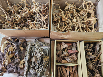 Kompletný Sprievodca Akváriovými a Teráriovými Koreňmi: Red Moor, Dragon Wood, Mopani, Mangrove a Savanna Wood