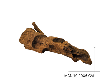Mangrove Wood Koreň – MAN 10