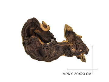 Mopani Koreň – MPN 9
