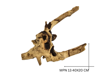 Mopani Koreň – MPN 13
