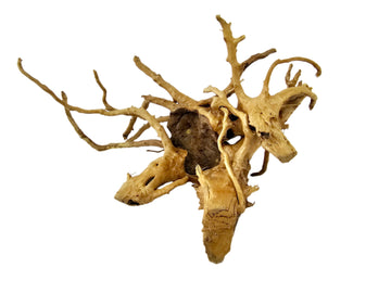 Red Moor Roots 10-20 cm