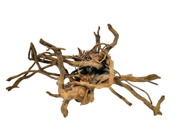 Red Moor Roots 20-30 cm