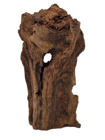 Mangrove Korene 10-15 cm