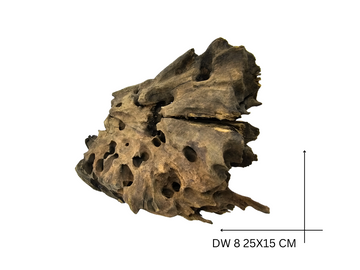 Dragon Wood Koreň – DW 8