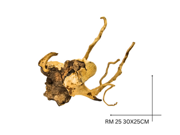 Red Moor Koreň – RM 25