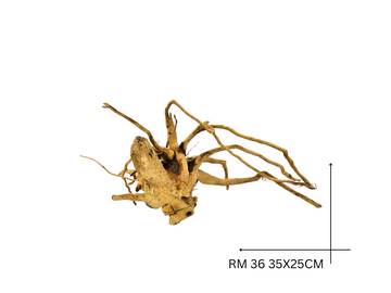 Red Moor Koreň – RM 36