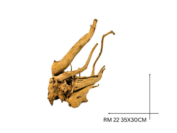 Red Moor Koreň – RM 22
