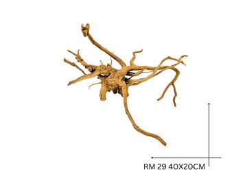 Red Moor Koreň – RM 29