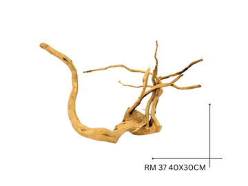 Red Moor Koreň – RM 37