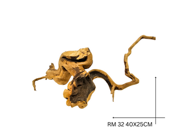 Red Moor Koreň – RM 32