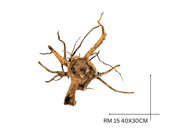 Red Moor Koreň – RM 15