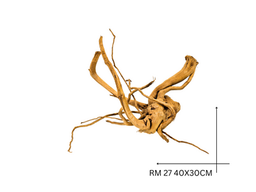 Red Moor Koreň – RM 27