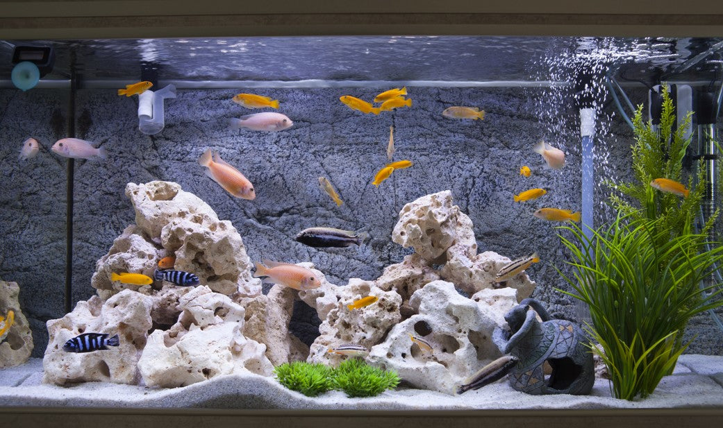 Hotové sady pre hardscape: Jednoduchý spôsob, ako vytvoriť dokonalé akvárium