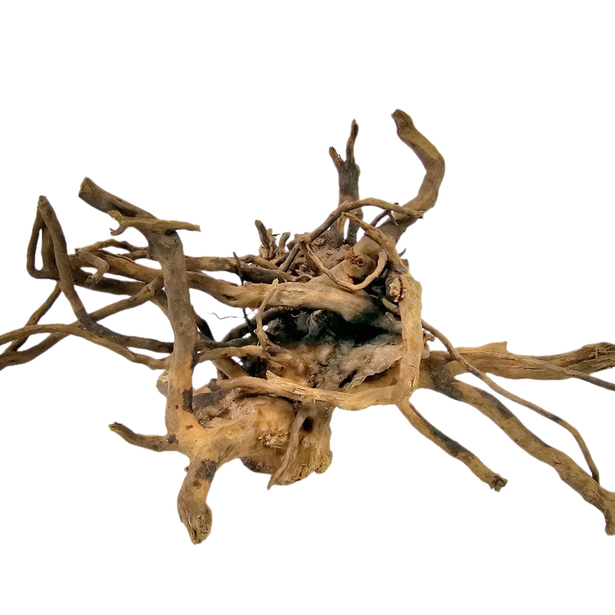 Red Moor Roots 20-30 cm