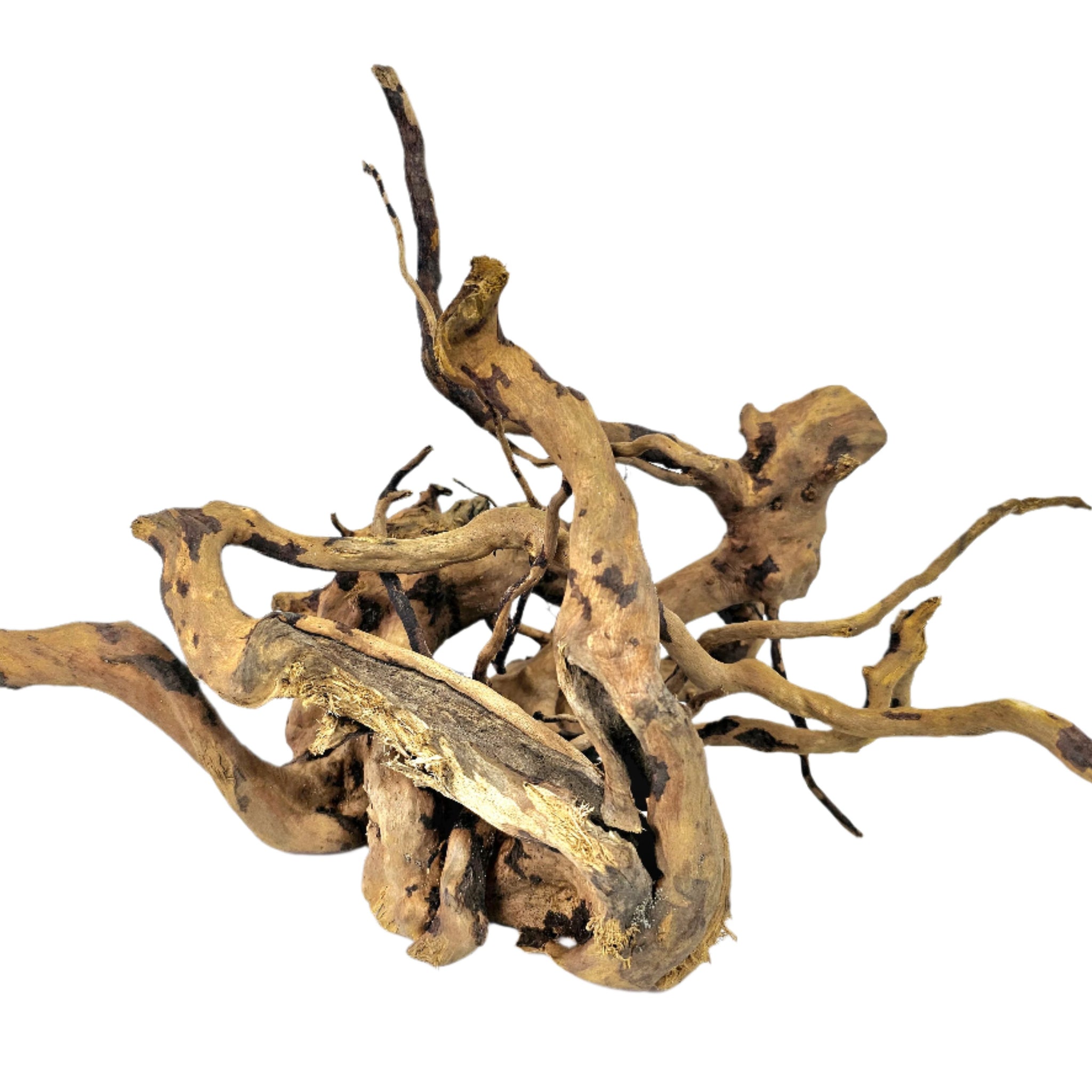 Red Moor Roots 30-40 cm