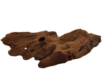 Mangrove Korene 20-25 cm