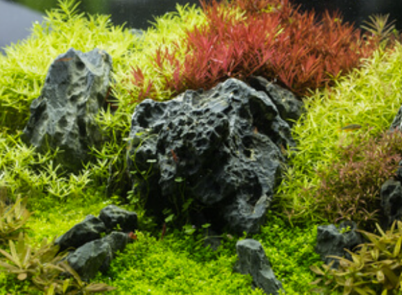 Seiryu Stone – ikonický kameň pre aquascaping