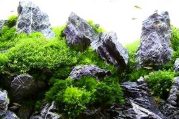Seiryu Stone – ikonický kameň pre aquascaping